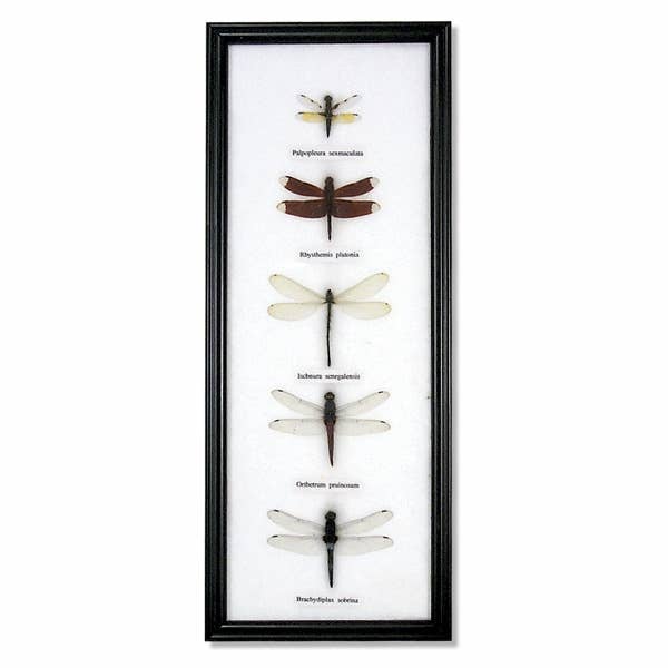 BTF79 - Dragonfly Specimens Framed