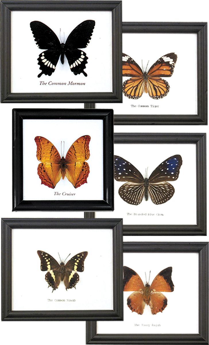BTF1 - Single Butterfly Specimen Frame