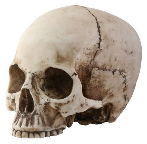 Skull Head